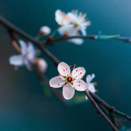 لری عید اومه بهار اومه